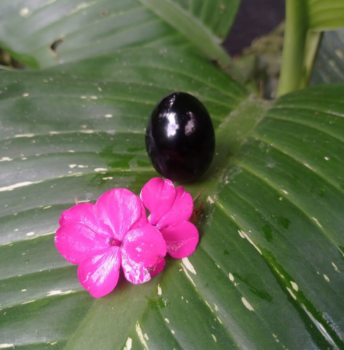 Huevo de Obsidiana Negra