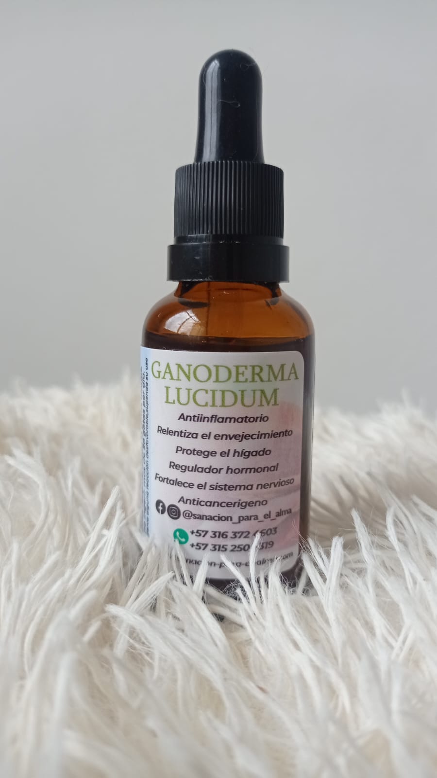 Hongo Ganoderma Lucidum - Imagen 2